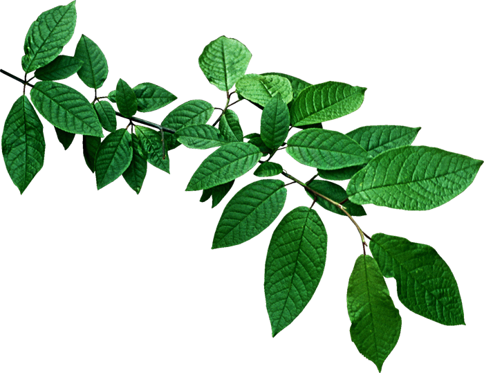 Ветка с длинными листками и темно-зелеными жилами.